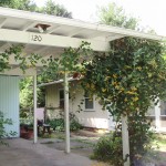 Carport blue and white siding. There are ferns and plenty of plants.