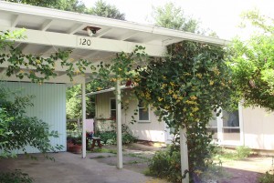 Carport blue and white siding. There are ferns and plenty of plants.