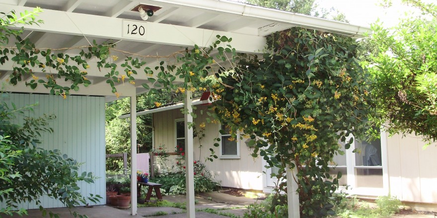 Carport blue and white siding. There are ferns and plenty of plants.