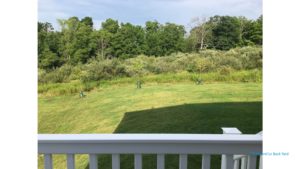 Yard with newly planted trees