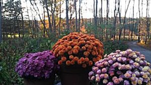 Flowers and trees in exterior