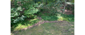 an aerial view of a wooded area with trees