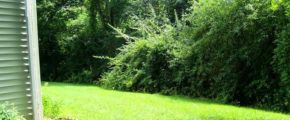 Yard with bushes