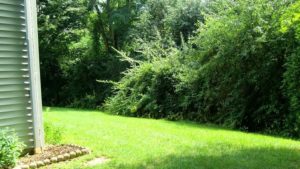 Yard with bushes