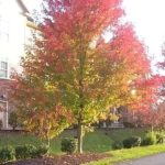Large tree with colorful foliage