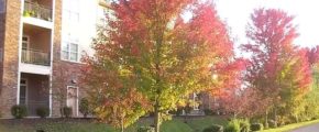 Large tree with colorful foliage