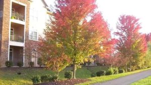Large tree with colorful foliage