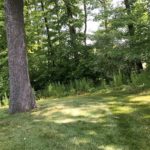 Yard with large tree and other vegetation