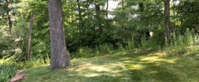 Yard with large tree and other vegetation