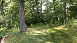 Yard with large tree and other vegetation