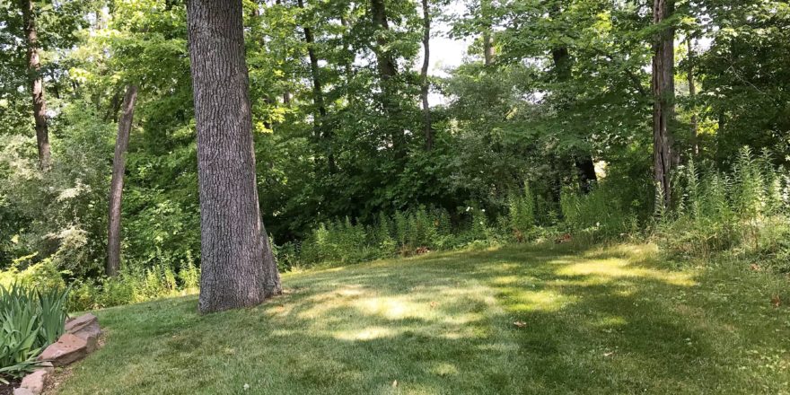 Yard with large tree and other vegetation