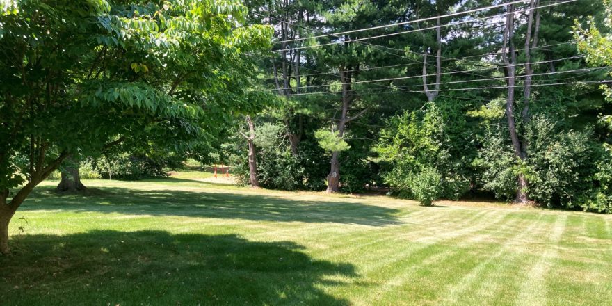Large yard with trees