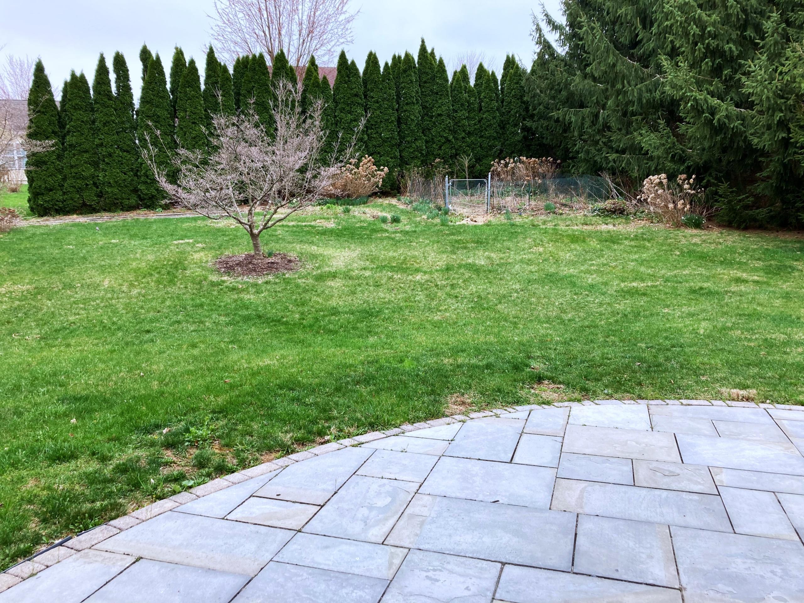Backyard patio with green lawn and tall trees